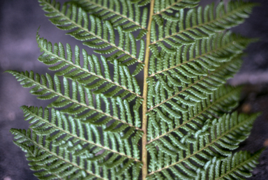 APII jpeg image of Cyathea 'Cinnamon'  © contact APII