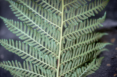 APII jpeg image of Cyathea 'Cinnamon'  © contact APII