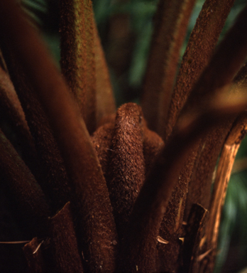 APII jpeg image of Cyathea 'Cinnamon'  © contact APII