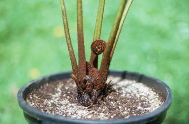 APII jpeg image of Cyathea 'Cinnamon'  © contact APII