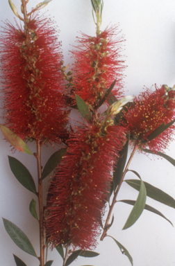 APII jpeg image of Callistemon 'Burgundy'  © contact APII