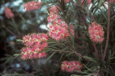APII jpeg image of Callistemon 'Injune'  © contact APII