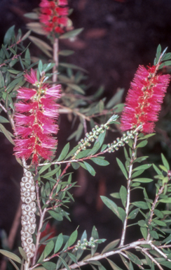 APII jpeg image of Callistemon 'Reeve's Pink'  © contact APII