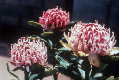 APII jpeg image of Telopea speciosissima  © contact APII