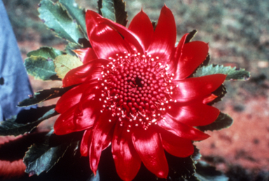 APII jpeg image of Telopea speciosissima  © contact APII