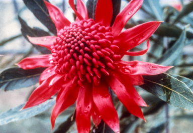 APII jpeg image of Telopea speciosissima  © contact APII
