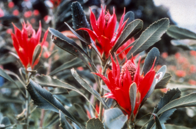APII jpeg image of Telopea speciosissima  © contact APII