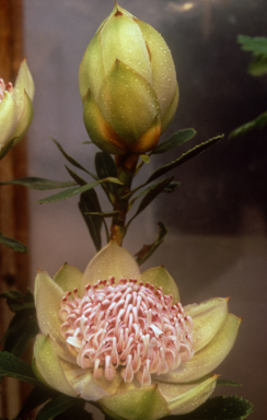 APII jpeg image of Telopea speciosissima  © contact APII