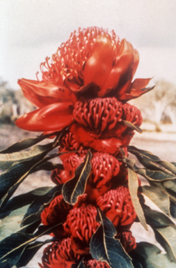 APII jpeg image of Telopea speciosissima  © contact APII