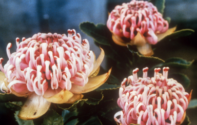 APII jpeg image of Telopea speciosissima  © contact APII