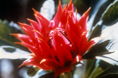 APII jpeg image of Telopea speciosissima  © contact APII