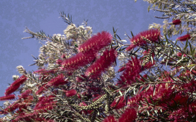 APII jpeg image of Callistemon 'Kings Park Special'  © contact APII