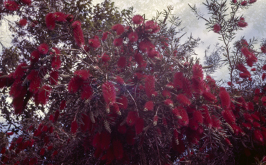 APII jpeg image of Callistemon 'Kings Park Special'  © contact APII
