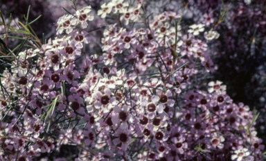 APII jpeg image of Chamelaucium uncinatum 'Newmarracarra'  © contact APII