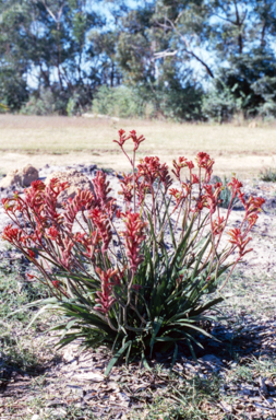 APII jpeg image of Anigozanthos 'Bushranger'  © contact APII