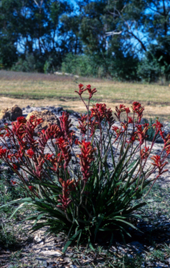 APII jpeg image of Anigozanthos 'Bushranger'  © contact APII