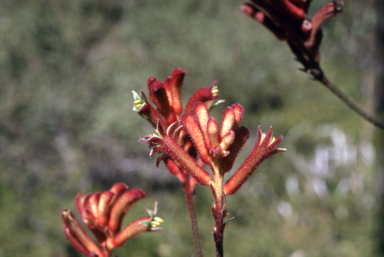 APII jpeg image of Anigozanthos 'Ruby Jools'  © contact APII