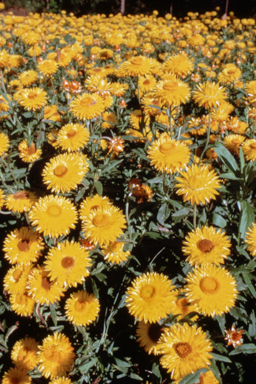APII jpeg image of Xerochrysum bracteatum 'Princess of Wales'  © contact APII