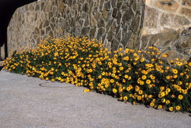 APII jpeg image of Xerochrysum bracteatum 'Princess of Wales'  © contact APII