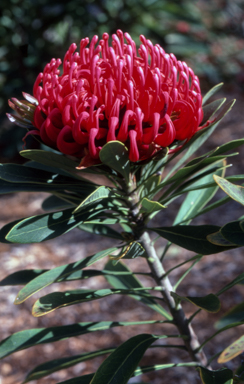 APII jpeg image of Telopea 'Braidwood Brilliant'  © contact APII