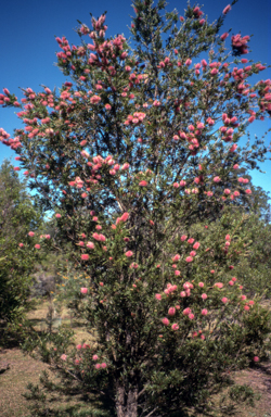 APII jpeg image of Callistemon 'Glasshouse Country'  © contact APII