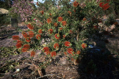 APII jpeg image of Callistemon 'Ngungun Red'  © contact APII