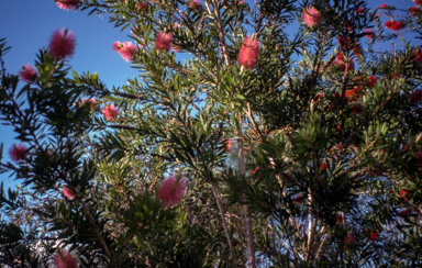 APII jpeg image of Callistemon 'Country Sprite'  © contact APII