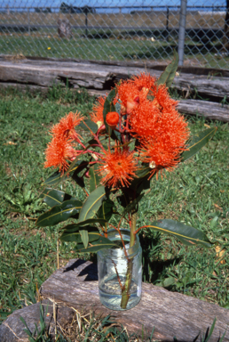 APII jpeg image of Corymbia ficifolia 'Vermillion Blaze'  © contact APII