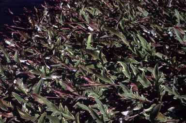APII jpeg image of Grevillea 'Sunkissed Waters'  © contact APII