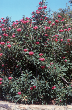 APII jpeg image of Telopea mongaensis x speciosissima  © contact APII