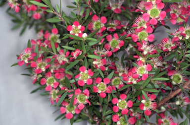 APII jpeg image of Leptospermum 'Aphrodite'  © contact APII