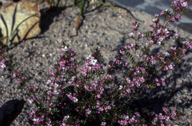 APII jpeg image of Boronia 'Tyalge Ruby'  © contact APII