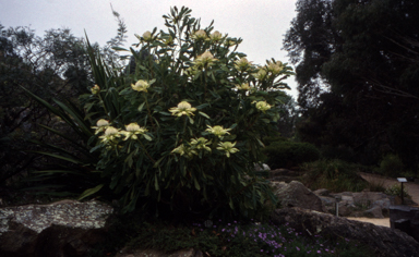 APII jpeg image of Telopea speciosissima 'Wirrimbirra White'  © contact APII