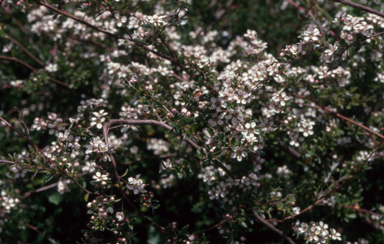 APII jpeg image of Leptospermum brevipes 'Backwater Beauty'  © contact APII