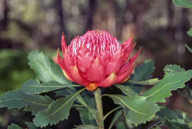 APII jpeg image of Telopea speciosissima 'Olympic Torch'  © contact APII