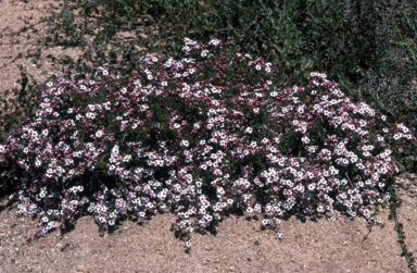 APII jpeg image of Baeckea 'Western Jewel'  © contact APII