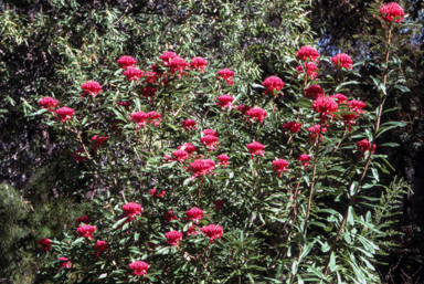 APII jpeg image of Telopea speciosissima x mongaensis  © contact APII