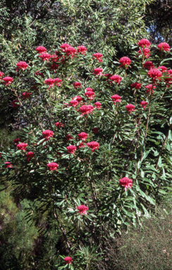 APII jpeg image of Telopea speciosissima x mongaensis  © contact APII