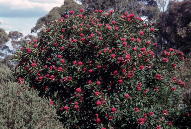APII jpeg image of Telopea 'Braidwood Brilliant'  © contact APII