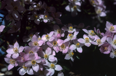 APII jpeg image of Boronia 'Tyalge Ruby'  © contact APII