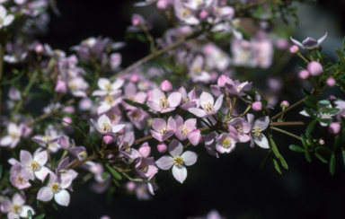 APII jpeg image of Boronia 'Tyalge Ruby'  © contact APII