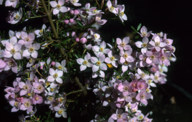 APII jpeg image of Boronia 'Tyalge Ruby'  © contact APII