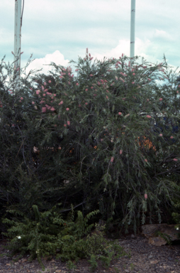 APII jpeg image of Callistemon 'Injune'  © contact APII