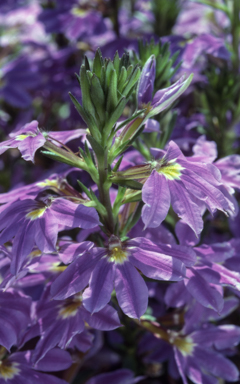 APII jpeg image of Scaevola 'New Blue'  © contact APII