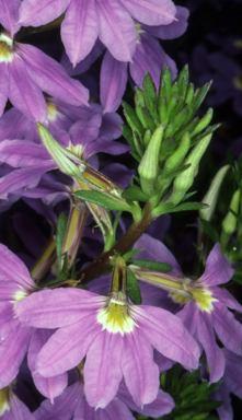 APII jpeg image of Scaevola 'New Blue'  © contact APII