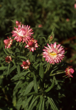 APII jpeg image of Xerochrysum 'Pink Star'  © contact APII