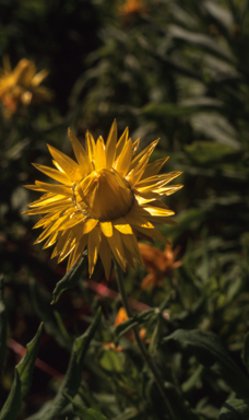 APII jpeg image of Xerochrysum 'Yellow Gem'  © contact APII