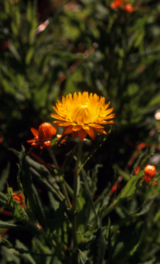 APII jpeg image of Xerochrysum 'Rising Sun'  © contact APII