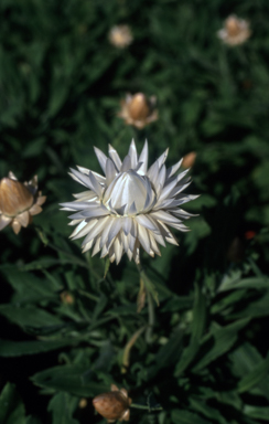 APII jpeg image of Xerochrysum 'White Lace'  © contact APII