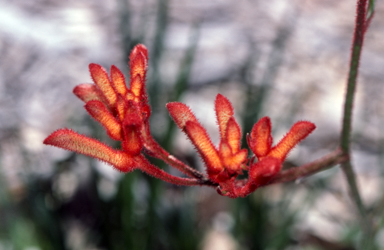 APII jpeg image of Anigozanthos 'Dwarf Delight'  © contact APII